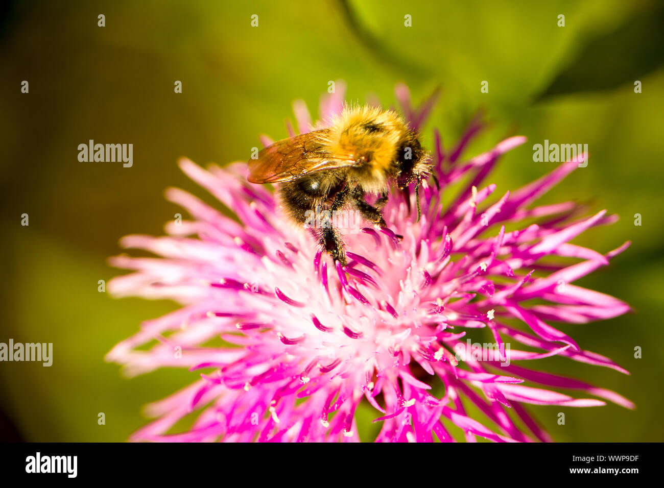 Sommer Bumble Bee Insekt Blume Makro Stockfoto