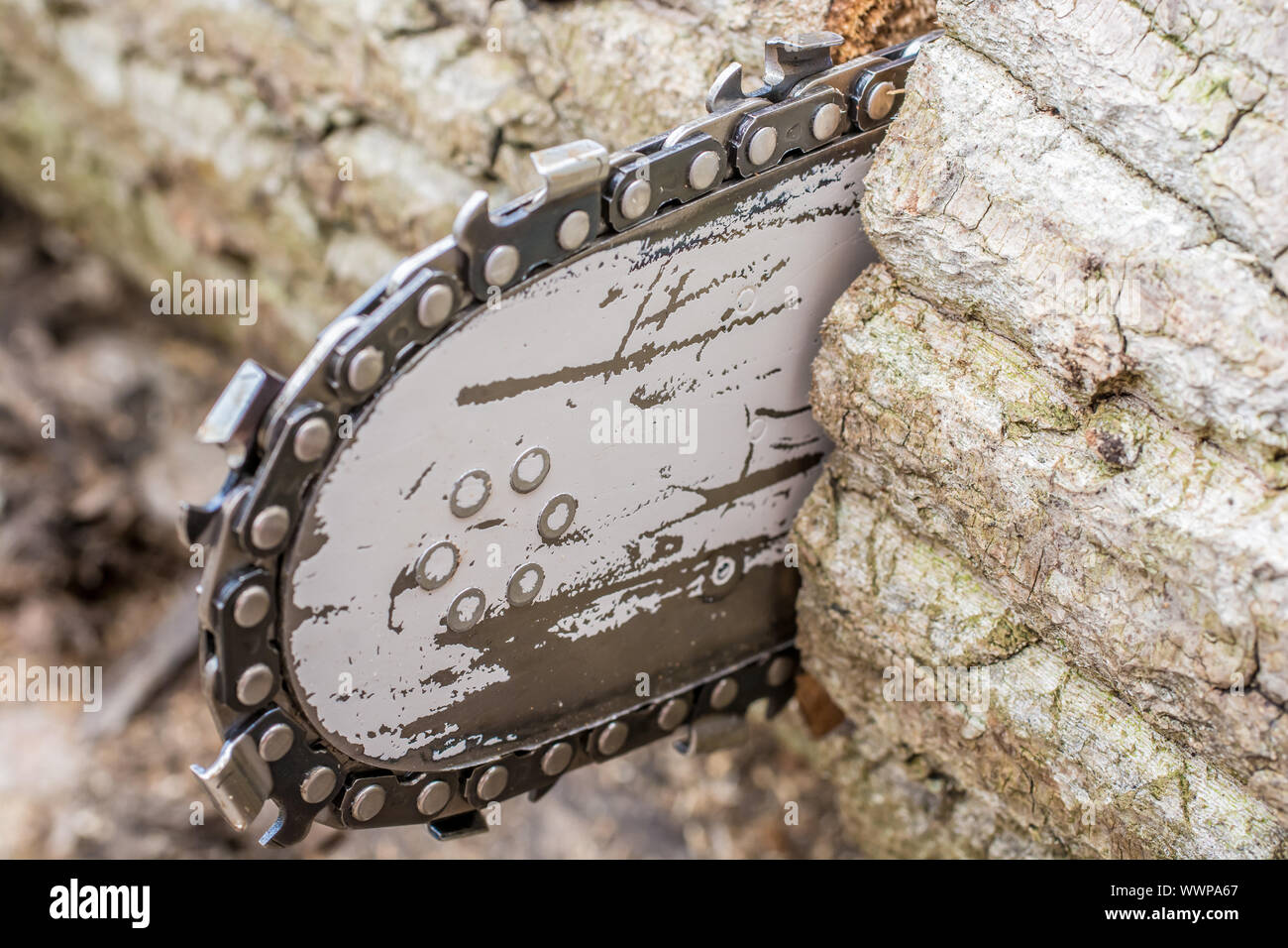 Detail einer Kettensäge beim Sägen ein Baumstamm Stockfoto