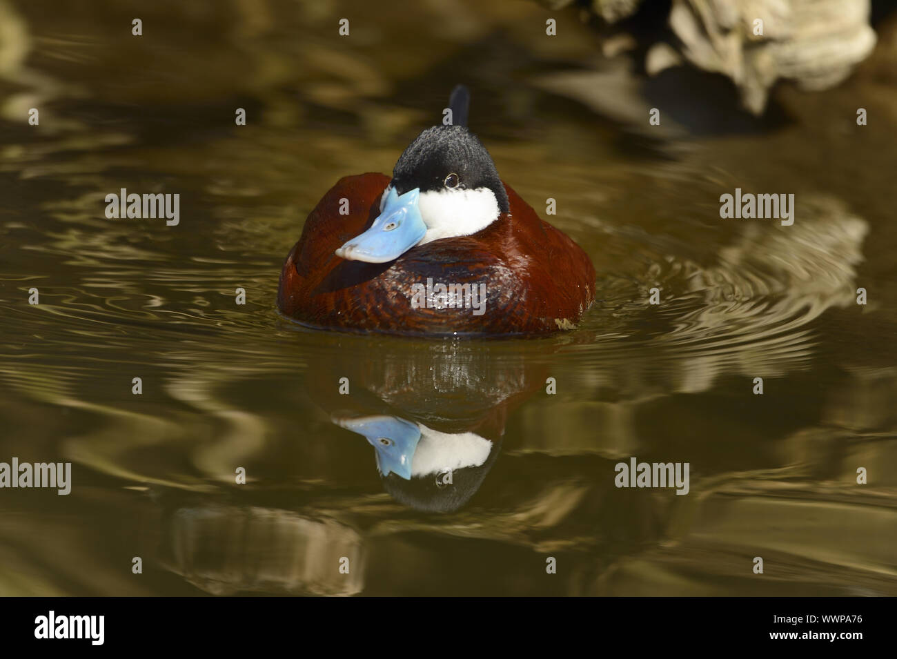 Black-headed Duck Stockfoto