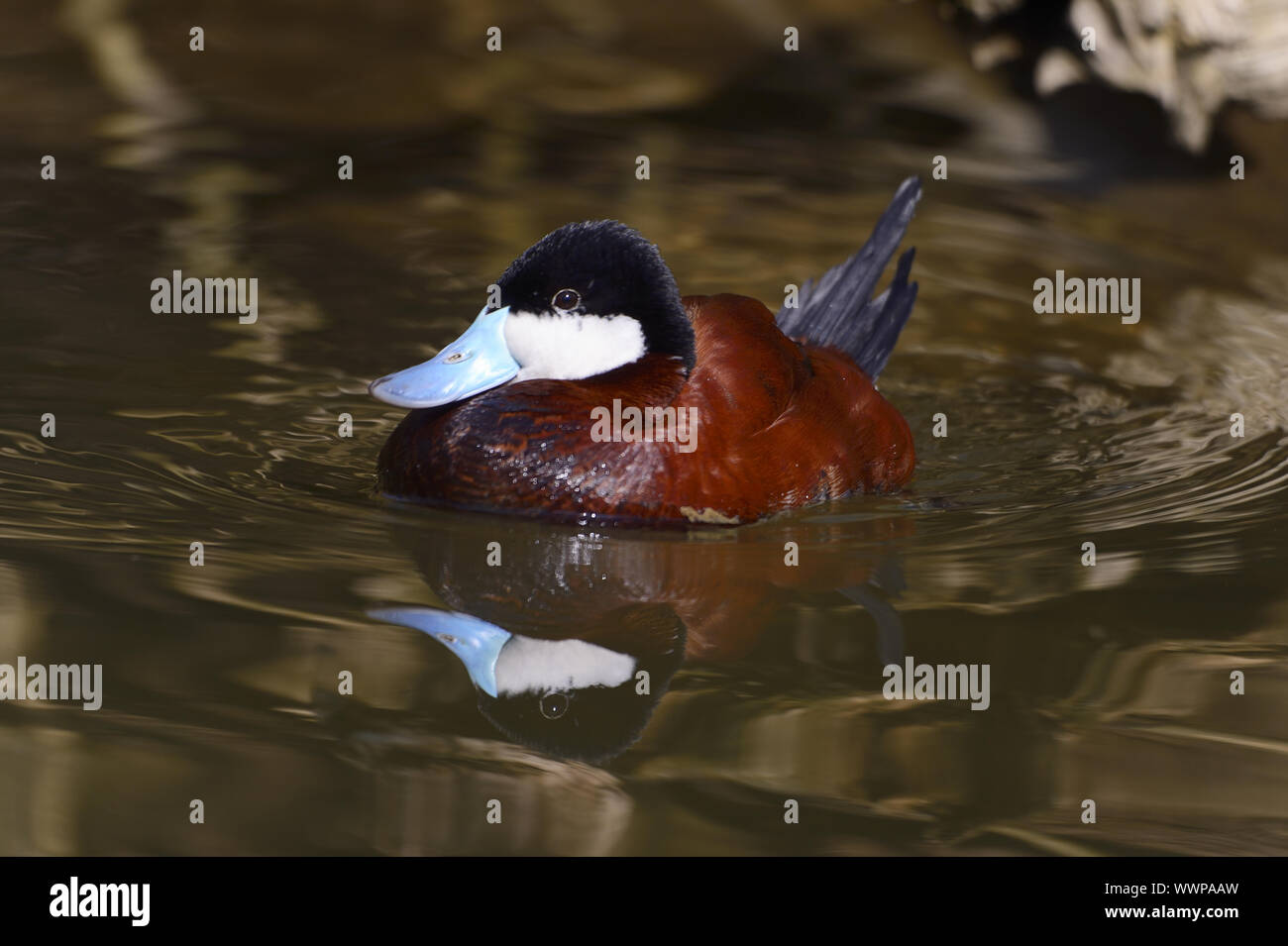 Black-headed Duck Stockfoto