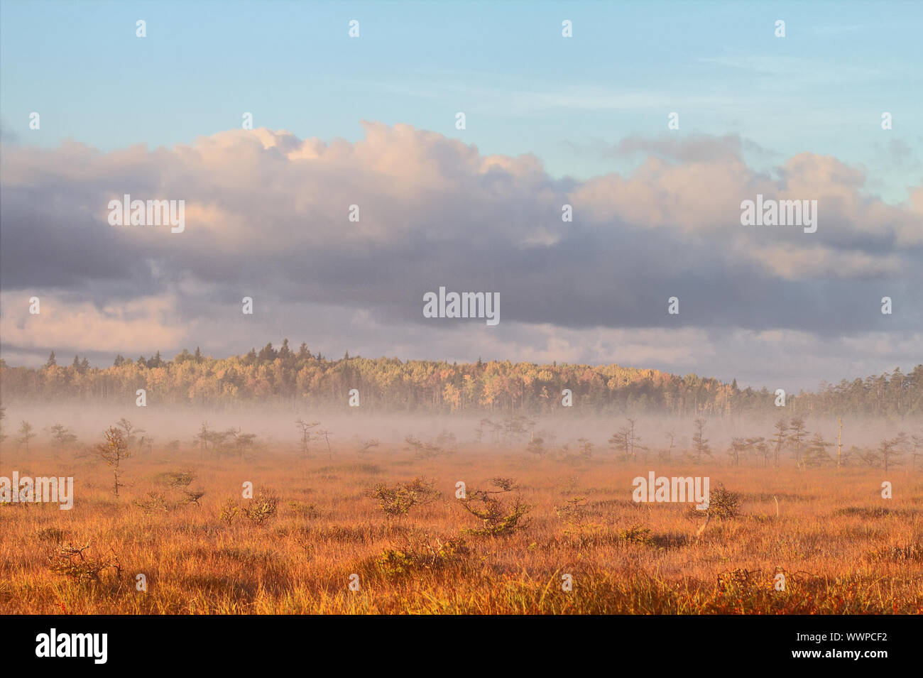 Haze Morgen in der Wiese Stockfoto