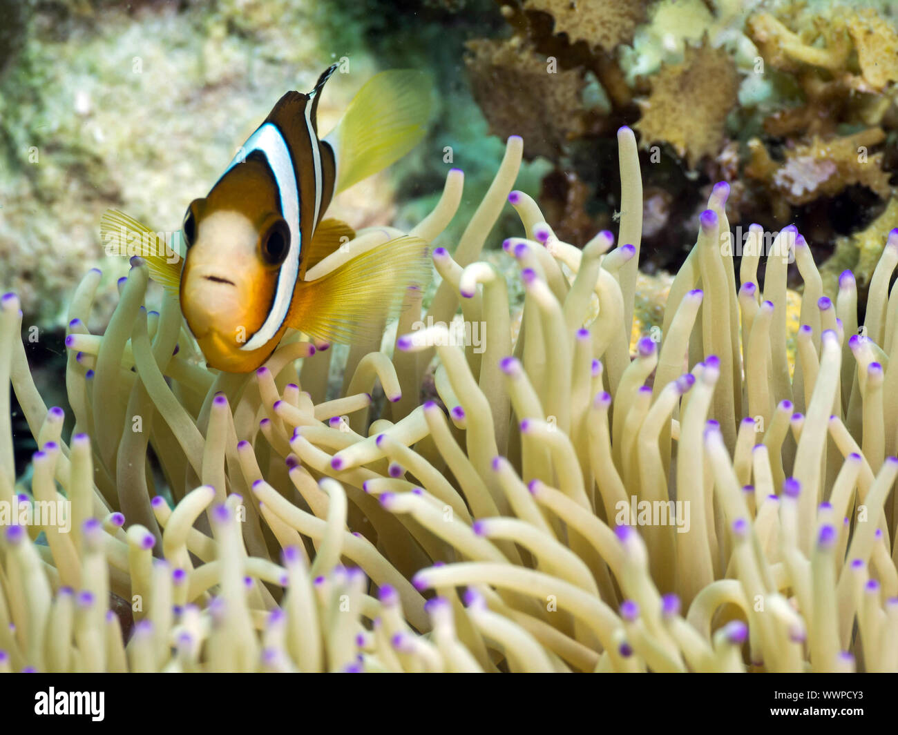 Clownfisch Stockfoto