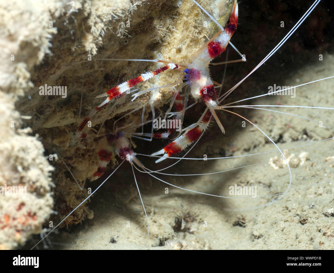 Gebänderte Putzergarnelen (Stenopus hispidus) Stockfoto