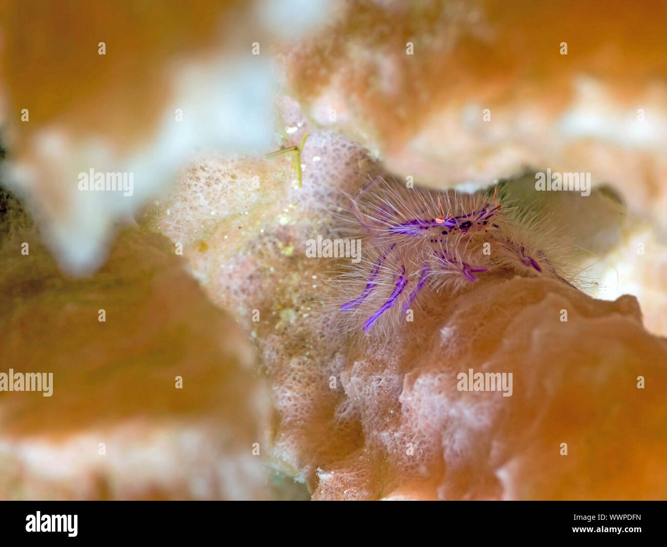 Squat lobster (Lauriea siagiani) Stockfoto