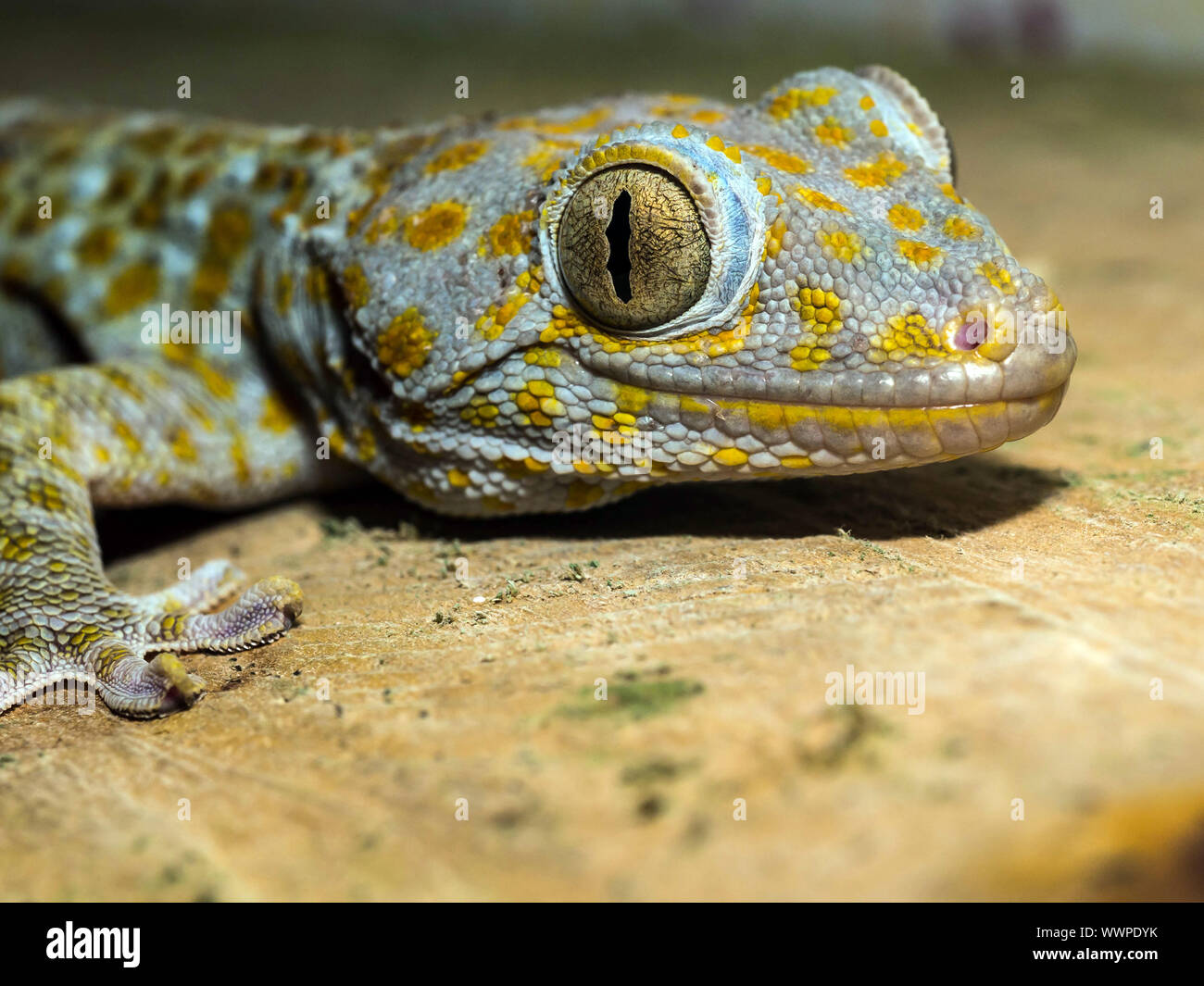 Tokay gecko Stockfoto