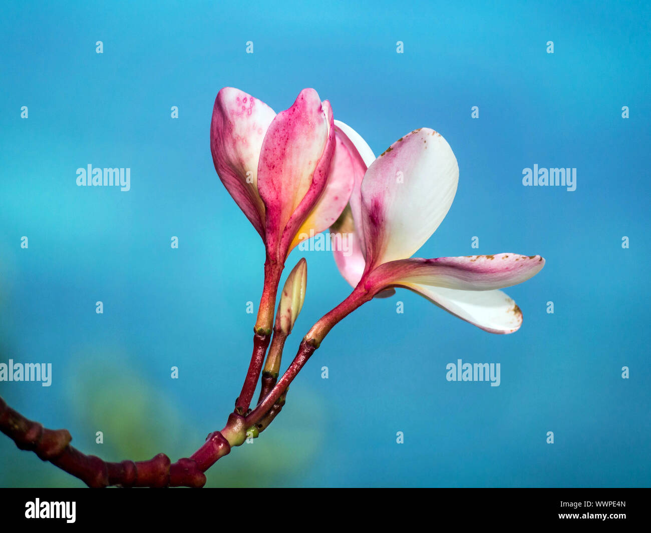 Exotische Blüte Stockfoto