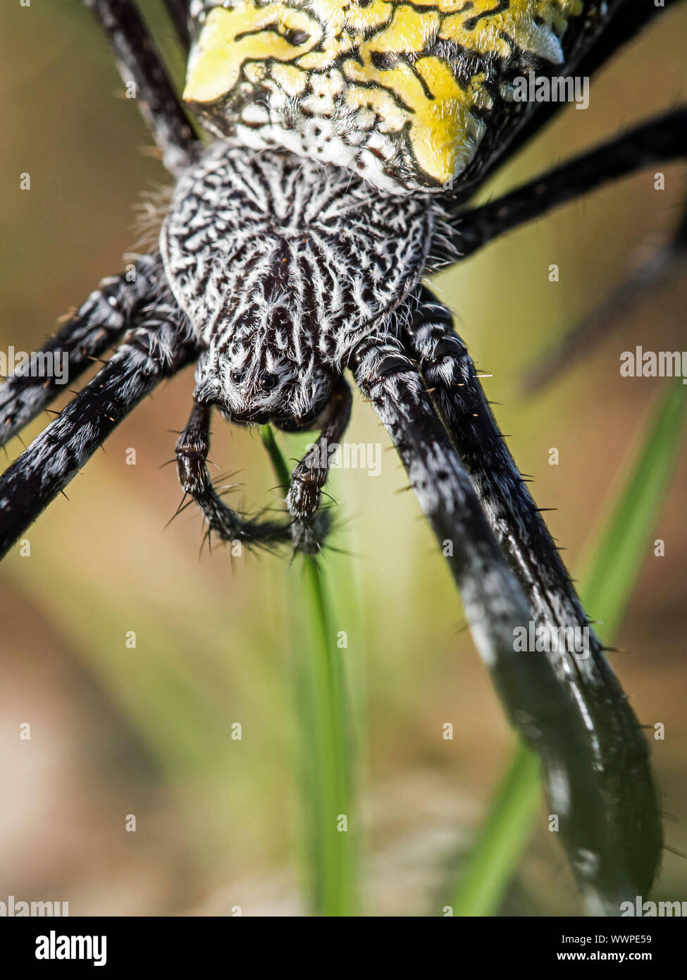 Banane Spinne (Argiope appensa) Stockfoto