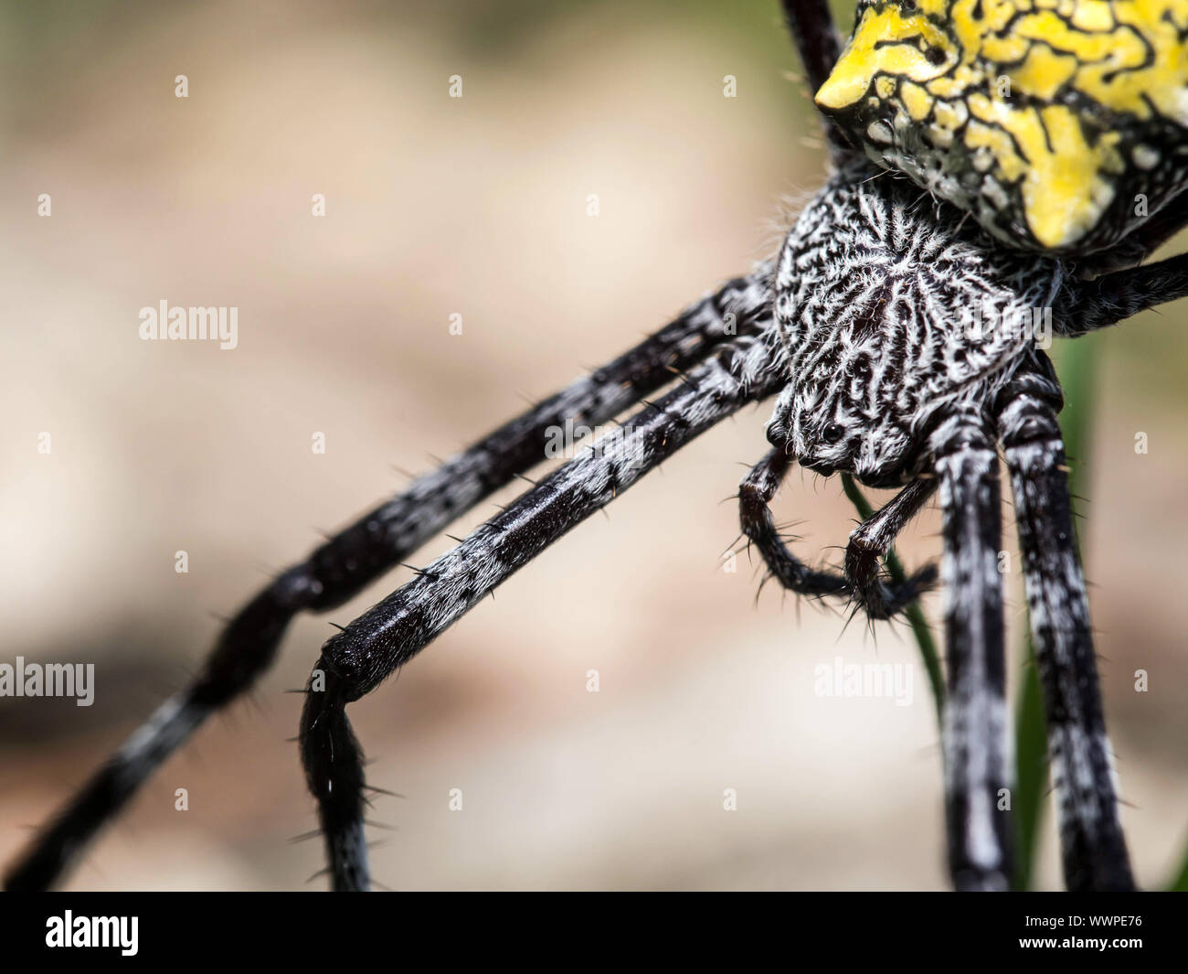 Banane Spinne (Argiope appensa) Stockfoto