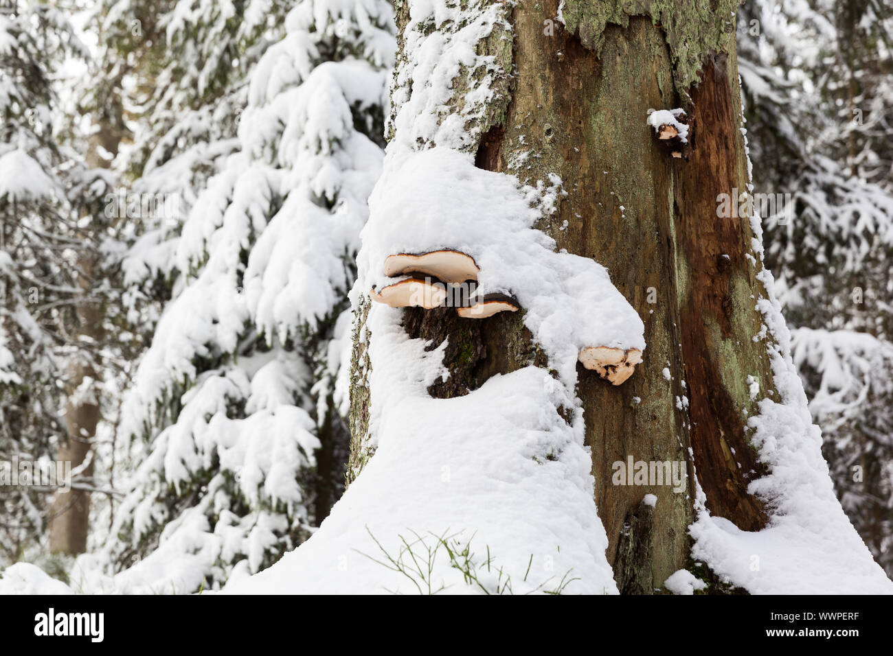 Winter Wald Baum Pilze Stockfoto