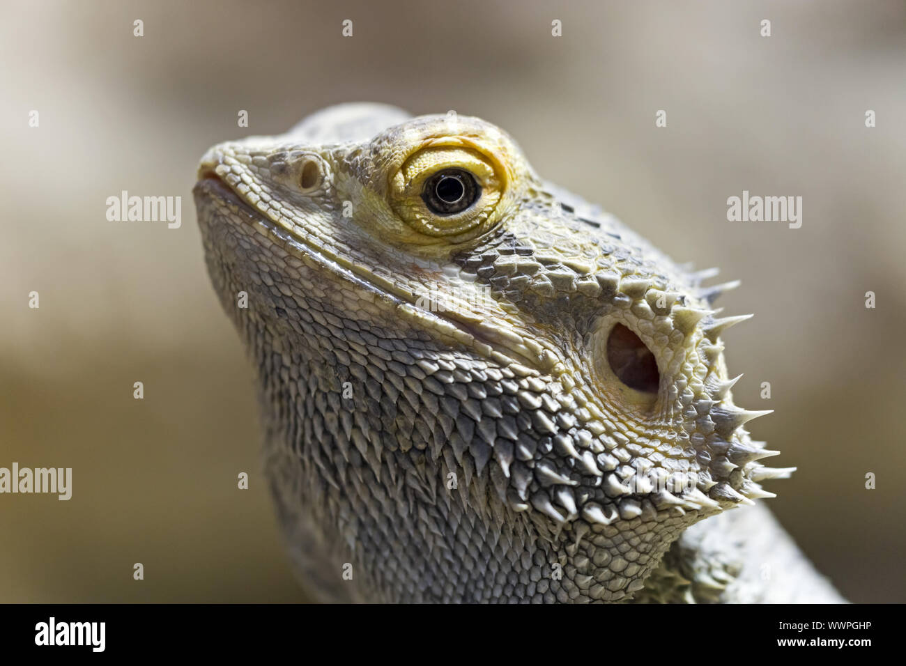 Zentrale Bartagamen, Bartagame Stockfoto