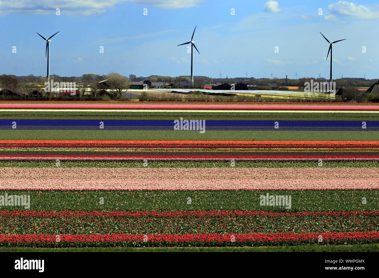 Holland Stockfoto