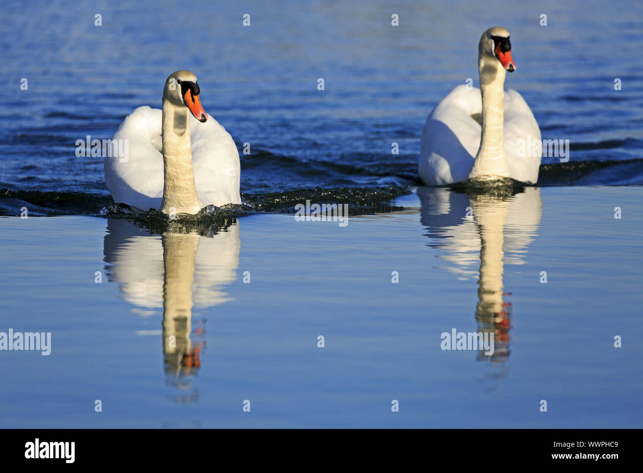 Mute swan, Mute swan Stockfoto