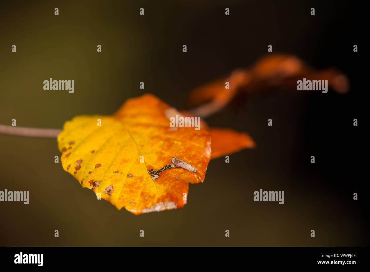 buntes Herbstlaub Stockfoto