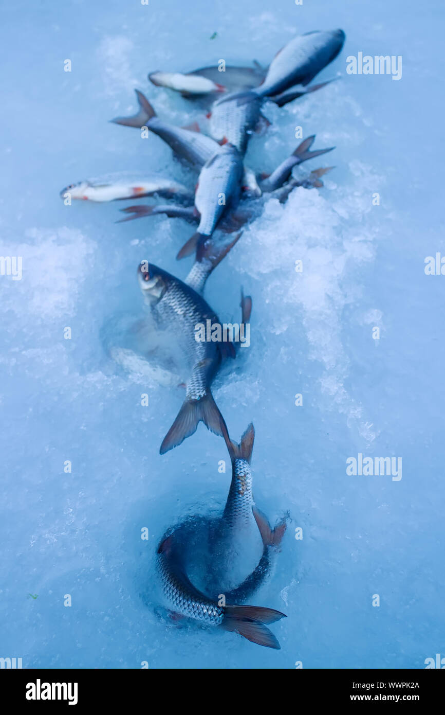 Fangfrischen Fisch auf Eis in einem sehr windigen Tag Stockfoto