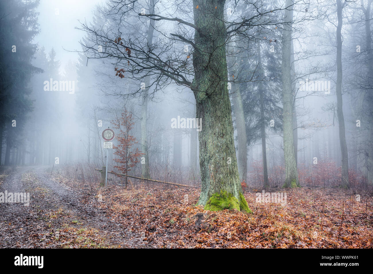 Wald im Nebel Stockfoto