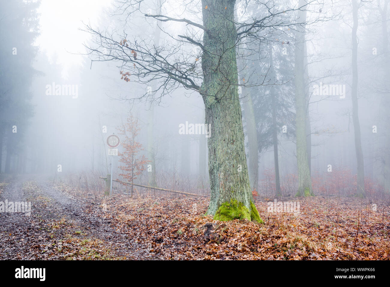 Wald im Nebel Stockfoto