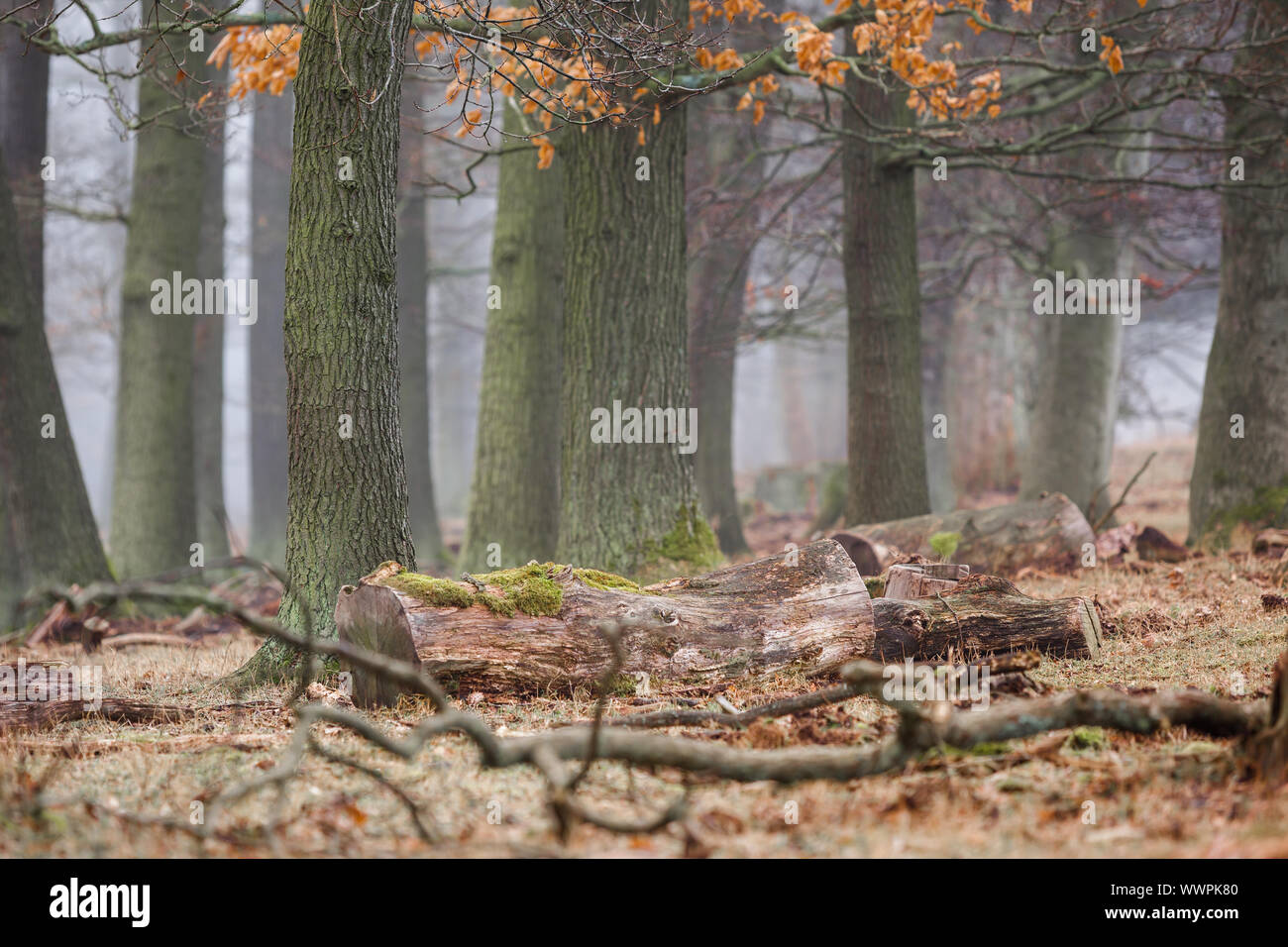 Wald im Nebel Stockfoto