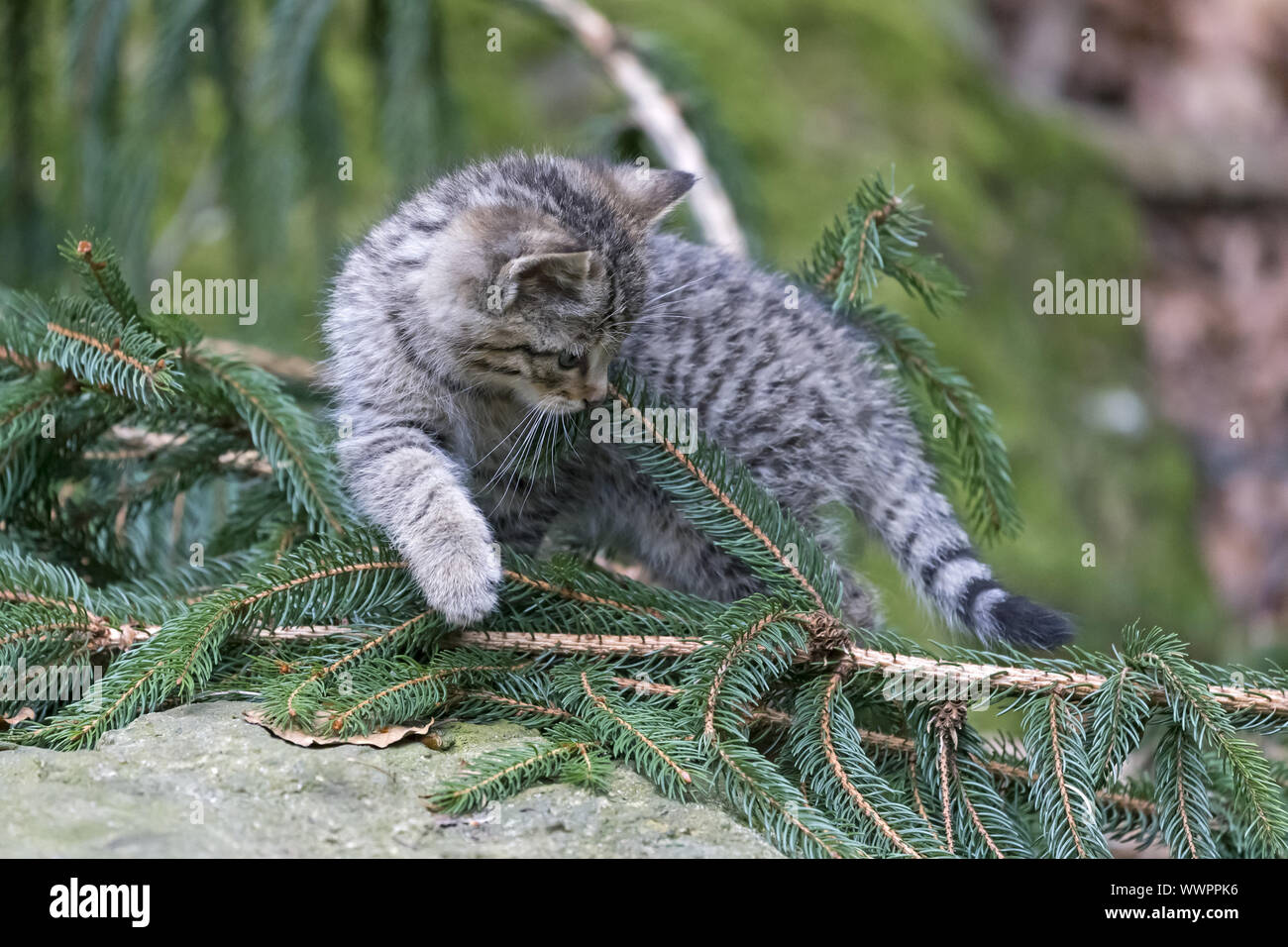 Wildkatze, gemeinsame Wild Cat Stockfoto