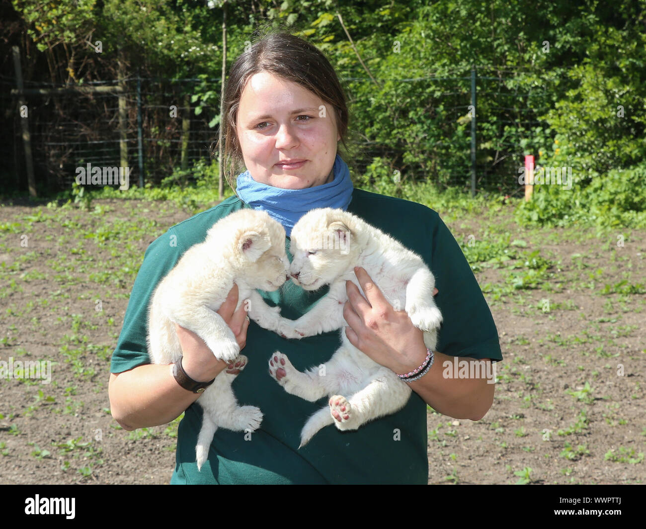 Zookeeper Julia Forst vorhanden Das White Lion Cubs im ZOO Magdeburg Stockfoto
