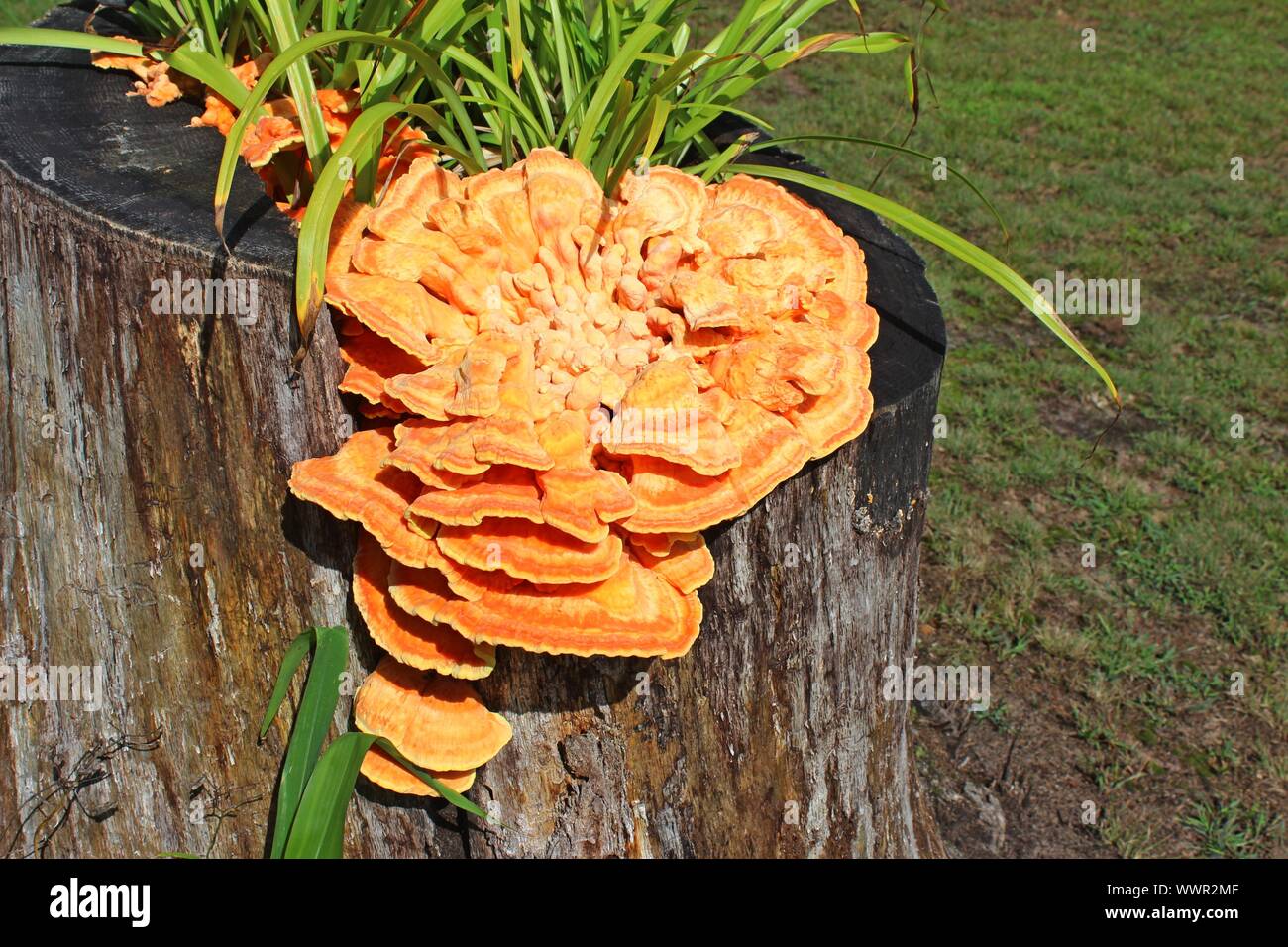 Sunlit Huhn der Wälder wachsen in einem Baumstumpf Stockfoto