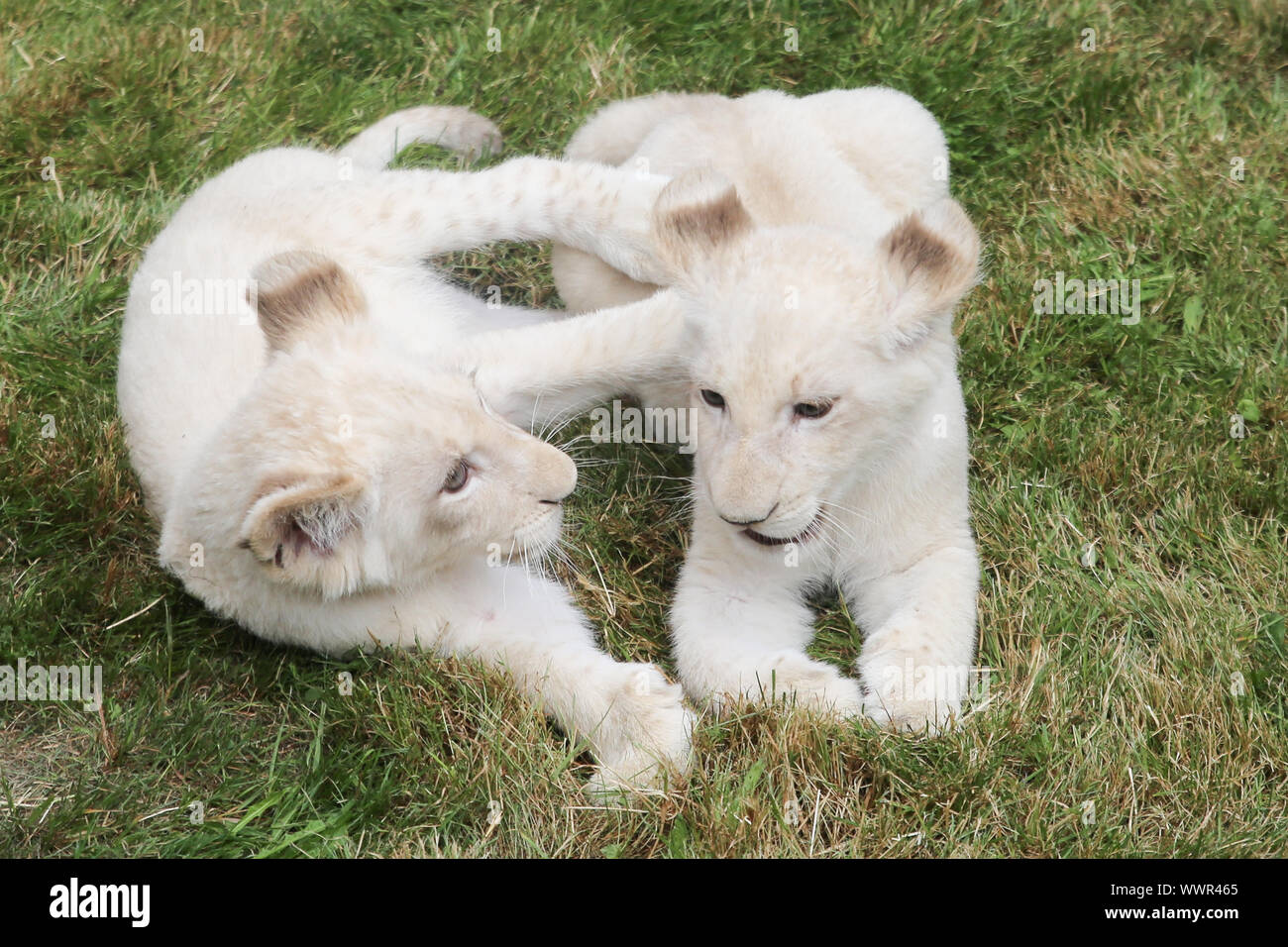 Weiße Frau lion cub Zwillinge Shaira (Heart's Desire) und Jasiri (der Tapfere) im ZOO Magdeburg Stockfoto