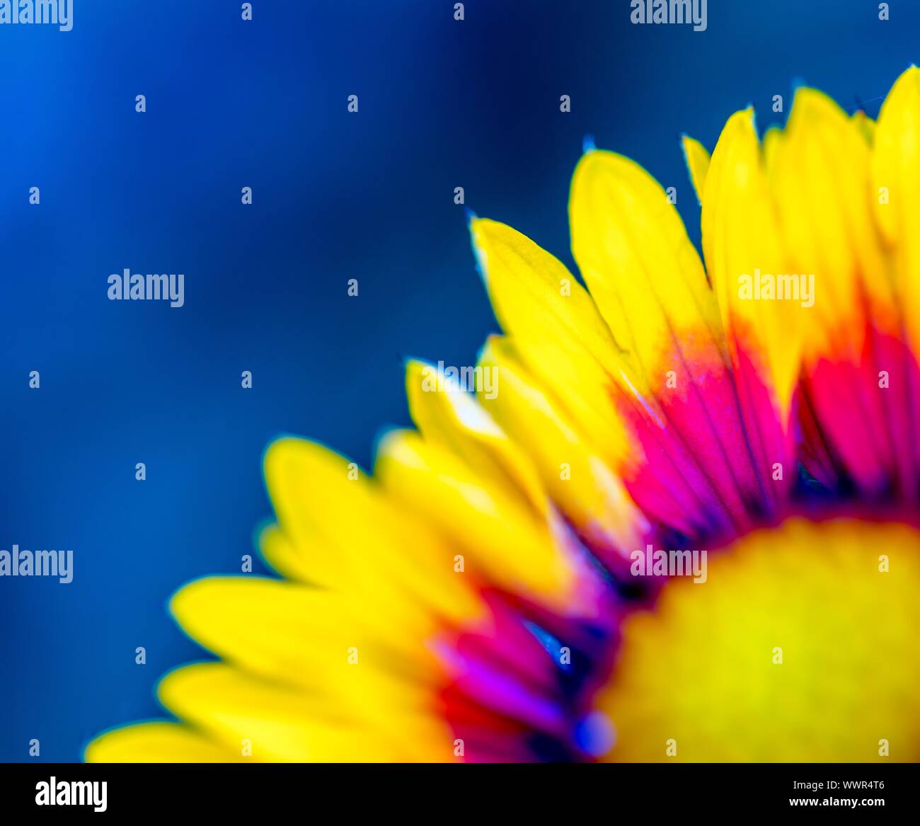 Coneflower in Nahaufnahme. Schöne gelbe und orange Blume Makro. Stockfoto