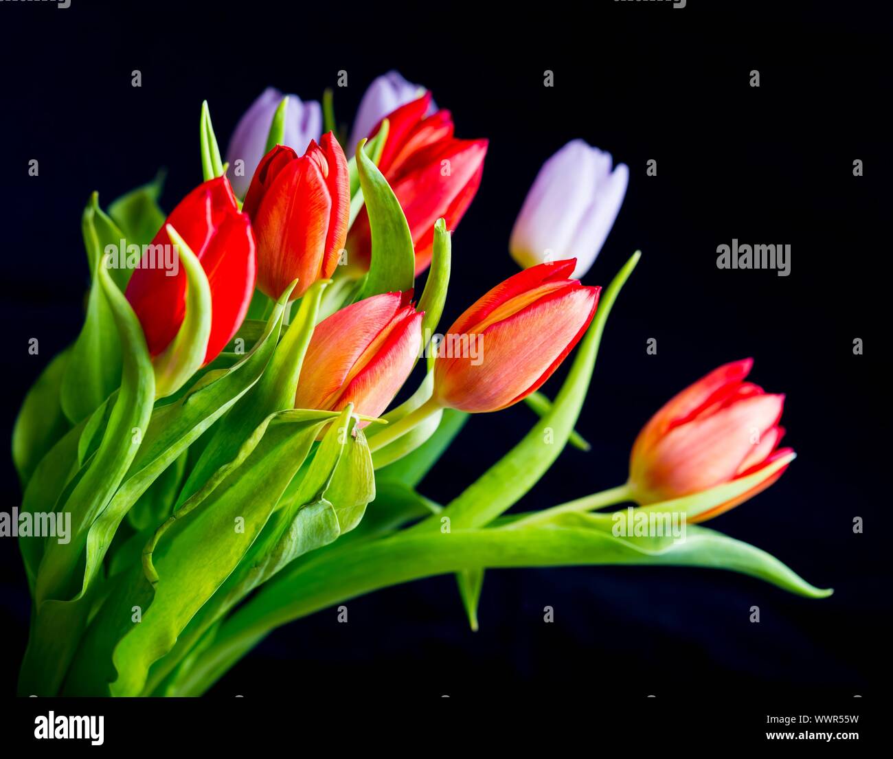 Schöne Tulpen Strauß auf schwarzem Hintergrund isoliert. Frühling Blumen Hintergrund. Stockfoto