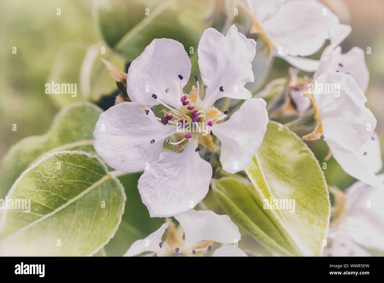 Der Zweig der Blüte Birne auf einem Hintergrund von grünen Garten. Stockfoto
