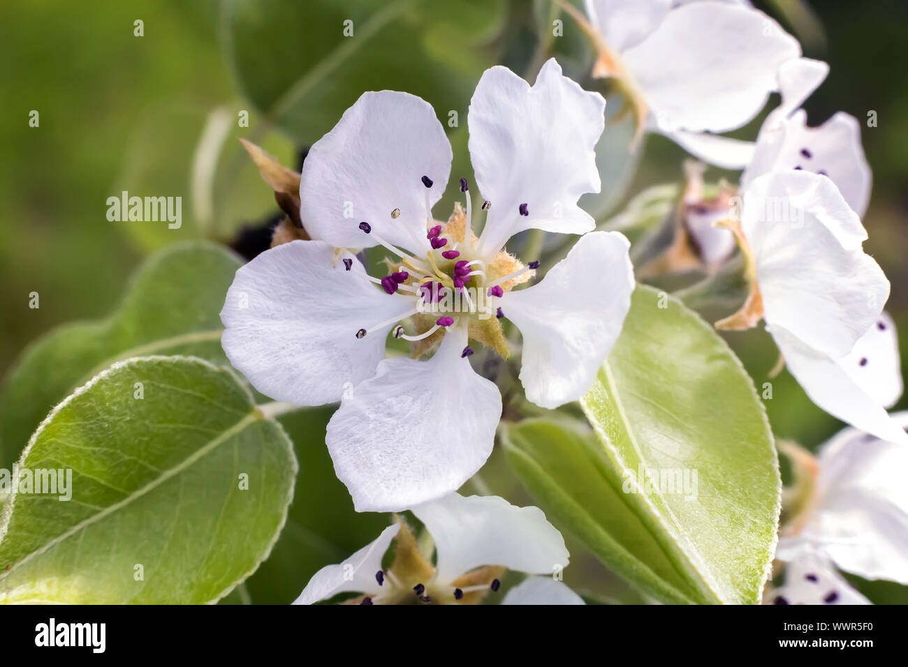 Der Zweig der Blüte Birne auf einem Hintergrund von grünen Garten. Stockfoto