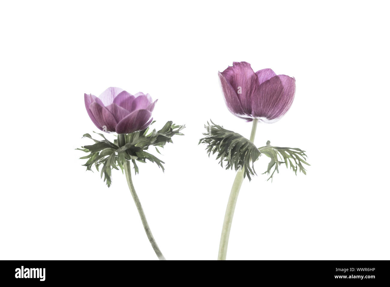 Studie eines rosa Anemone coronaria auf einem weißen Hintergrund. Negativer Platz für Typ und geeignet zum Drucken für die Wand Art gewachsen aus einer Glühlampe im Frühjahr. Stockfoto