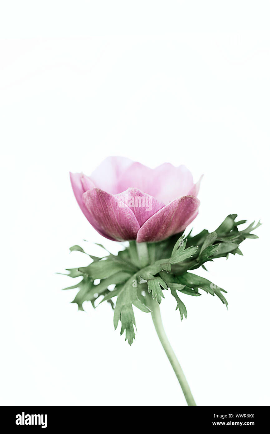 Studie eines rosa Anemone coronaria auf einem weißen Hintergrund. Negativer Platz für Typ und geeignet zum Drucken für die Wand Art gewachsen aus einer Glühlampe im Frühjahr. Stockfoto