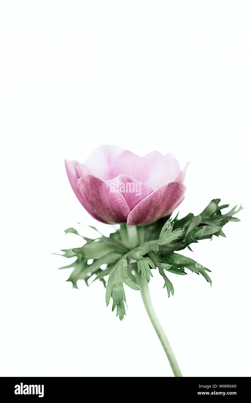 Studie eines rosa Anemone coronaria auf einem weißen Hintergrund. Negativer Platz für Typ und geeignet zum Drucken für die Wand Art gewachsen aus einer Glühlampe im Frühjahr. Stockfoto Studie eines rosa Anemone coronaria auf einem weißen Hintergrund. Negativer Platz für Typ und geeignet zum Drucken für die Wand Art gewachsen aus einer Glühlampe im Frühjahr. Stockfoto