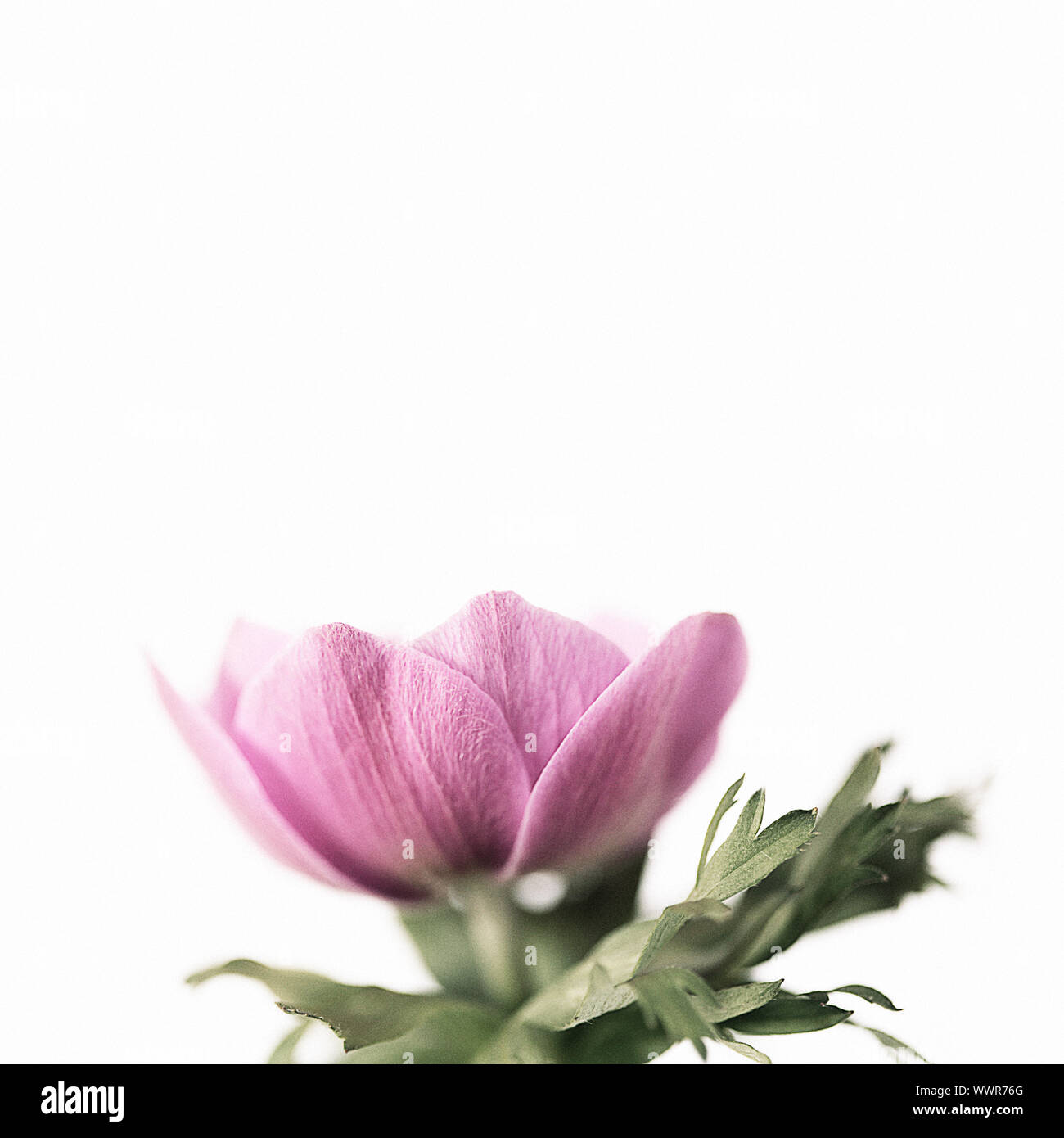 Studie eines rosa Anemone coronaria auf einem weißen Hintergrund. Negativer Platz für Typ und geeignet zum Drucken für die Wand Art gewachsen aus einer Glühlampe im Frühjahr. Stockfoto