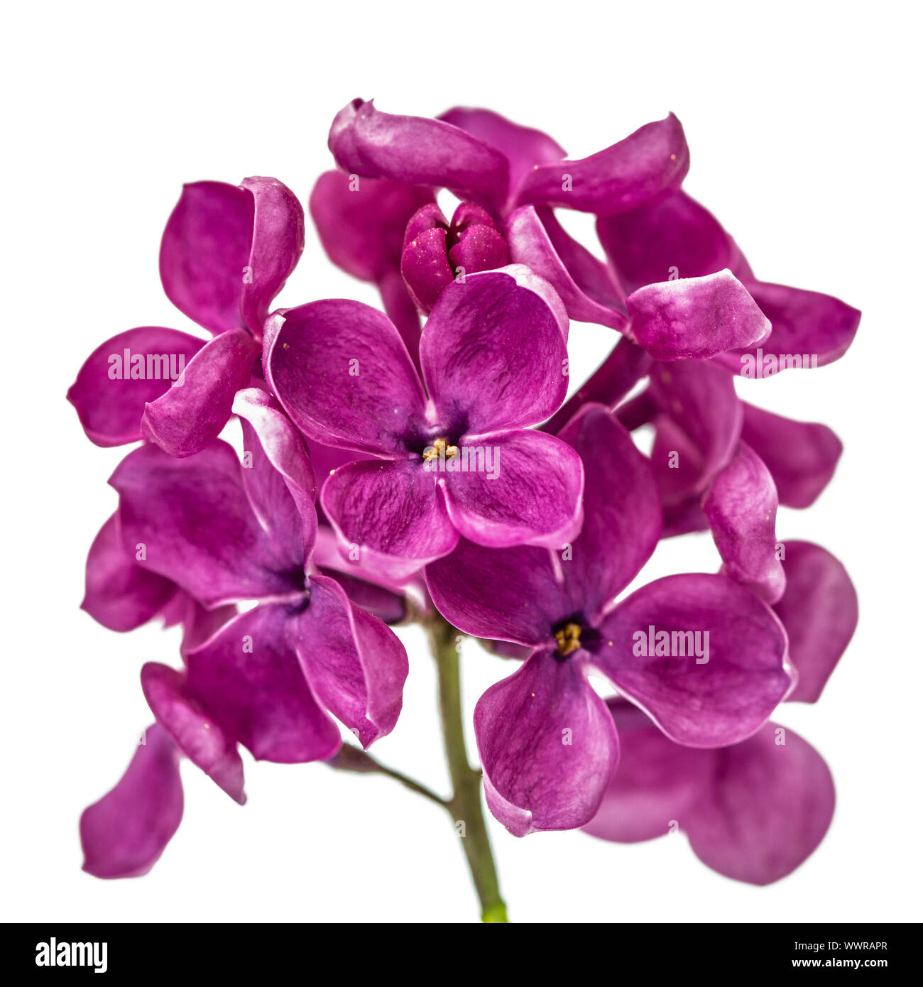 Lila Blume Flieder, Syringa Vulgaris, isoliert auf weißem Hintergrund Stockfoto