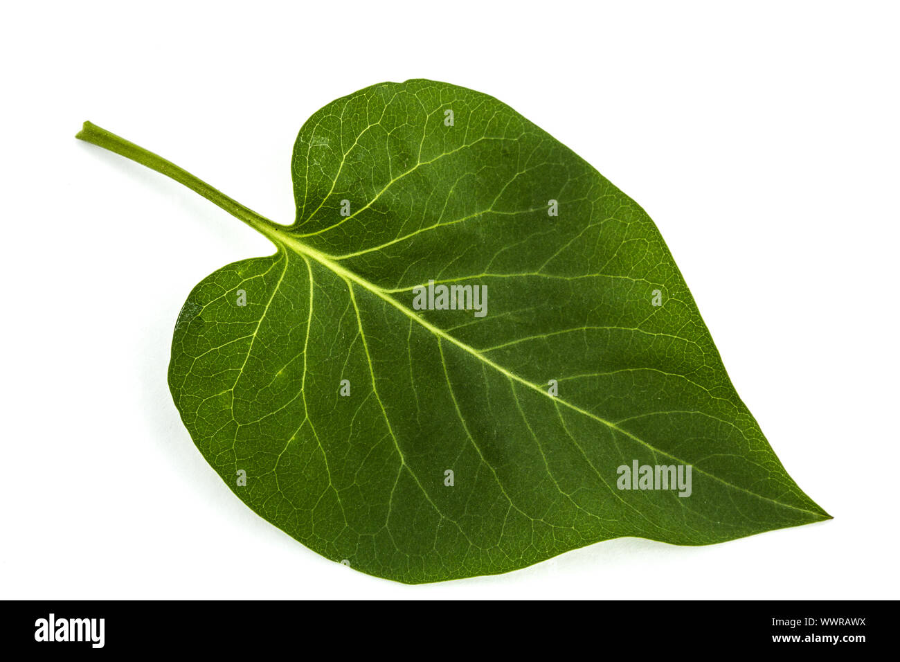 Grünes Blatt, der Flieder, Syringa Vulgaris, isoliert auf weißem Hintergrund Stockfoto