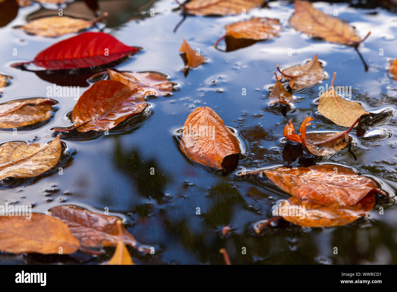 Gelben Blätter im Herbst in einem gefrorenen Pfütze mit einer Reflexion auf den blauen Himmel Stockfoto