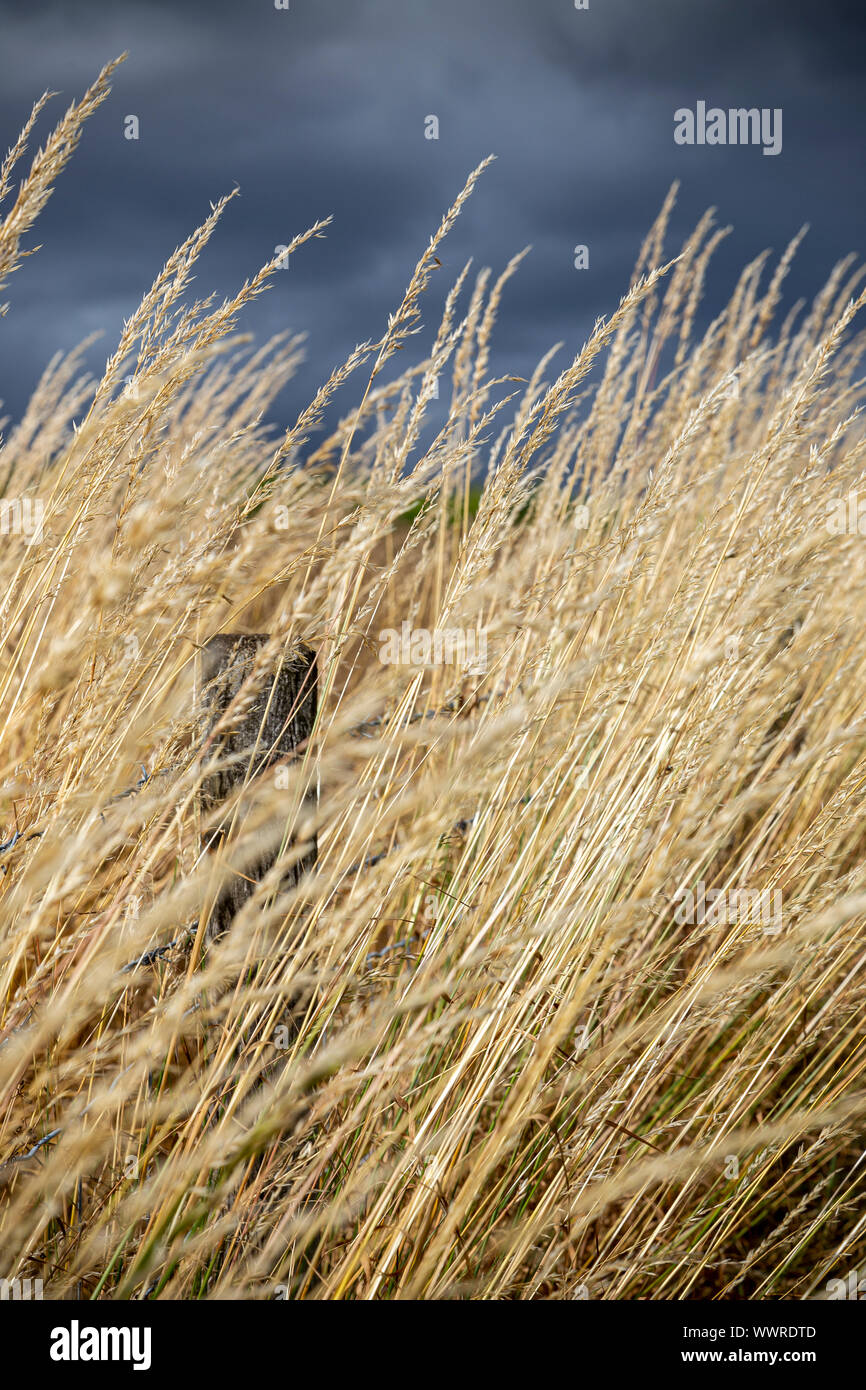 Hedge Fotos, UK Fotos, landwirtschaftlichen Bereich Fotos, Landwirtschaft Fotos, tierische Fotos, Farbe, Bild, Bilder, Fotos, Devon, Fotos, Leer, E Stockfoto