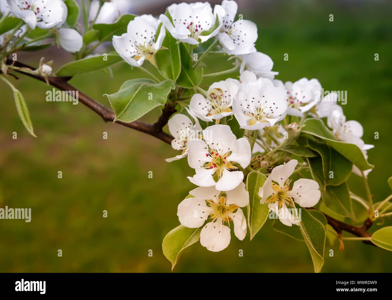 Der Zweig der Blüte Birne auf einem Hintergrund von grünen Garten. Stockfoto