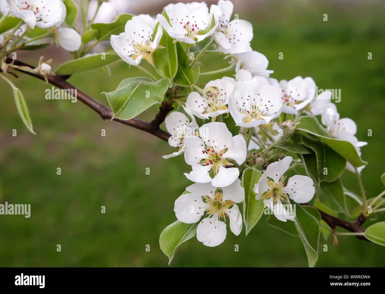 Der Zweig der Blüte Birne auf einem Hintergrund von grünen Garten. Stockfoto