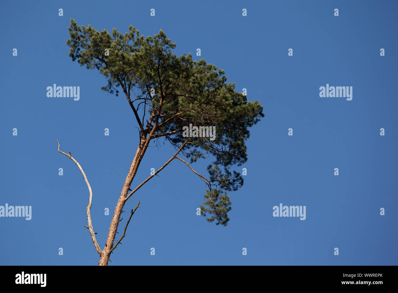 Ausgenommen Baumkrone. Stockfoto