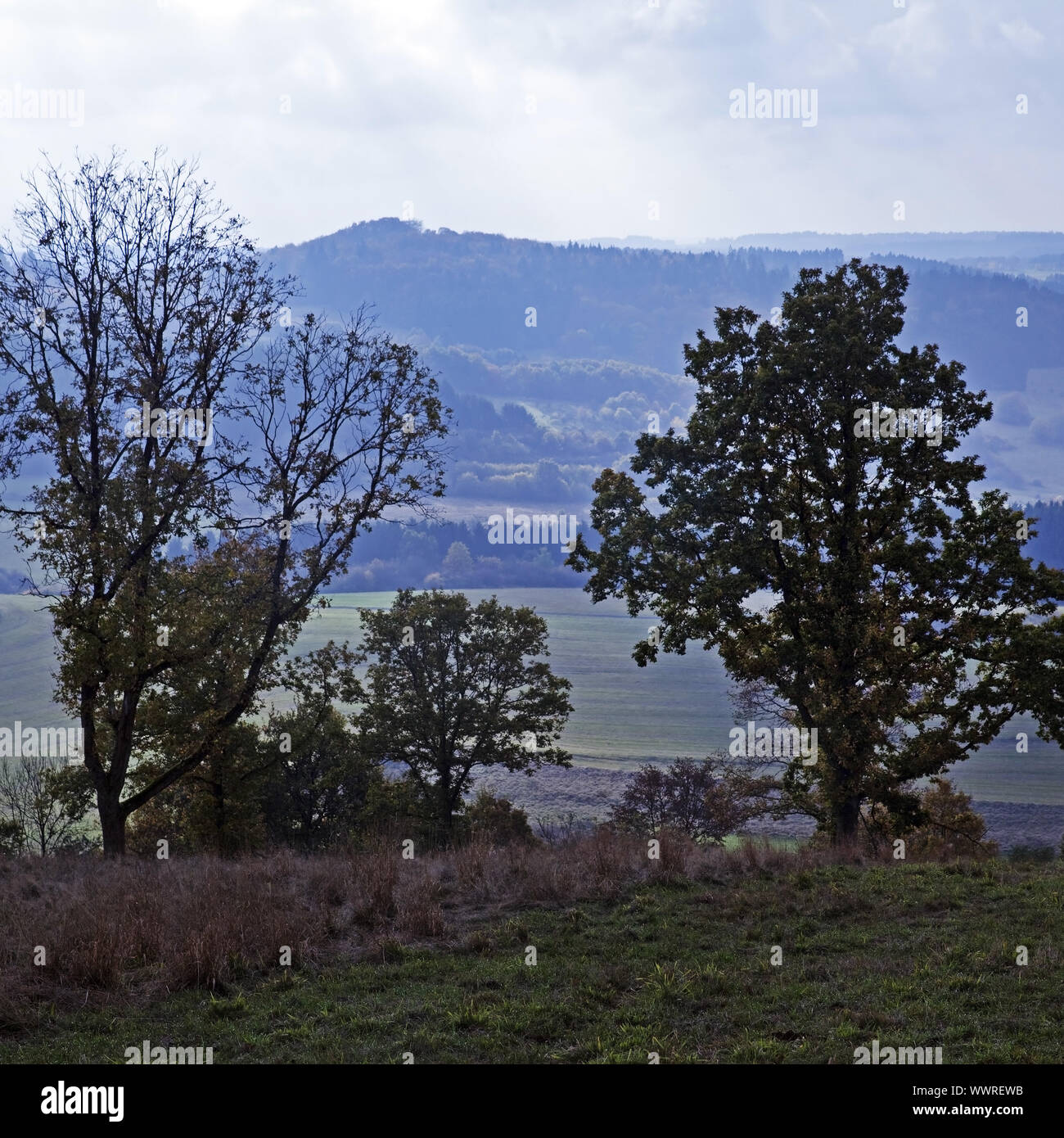Landschaft der Eifel, Daun, Vulkaneifel, Eifel, Rheinland-Pfalz, Deutschland, Europa Stockfoto