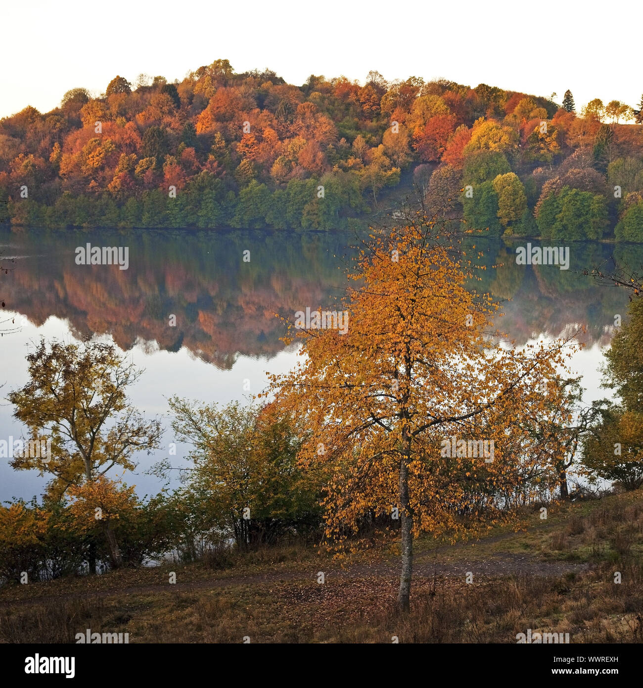 Weinfeld Maar im Herbst bei Sonnenaufgang, Totenmaar, Daun, Eifel, Rheinland-Pfalz, Deutschland, Europa Stockfoto
