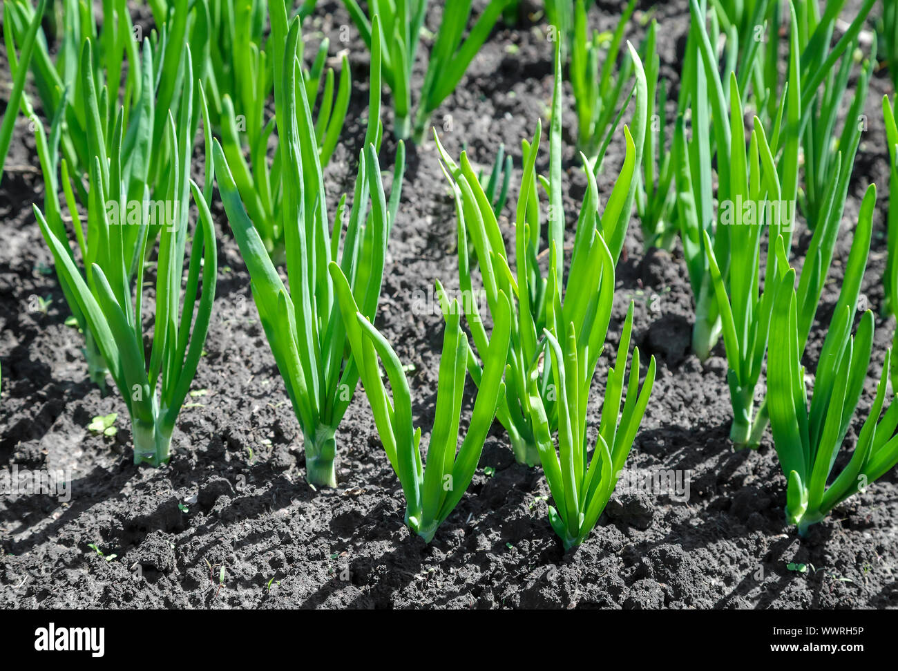 Zwiebeln zu Pflanzen im Garten. Stockfoto
