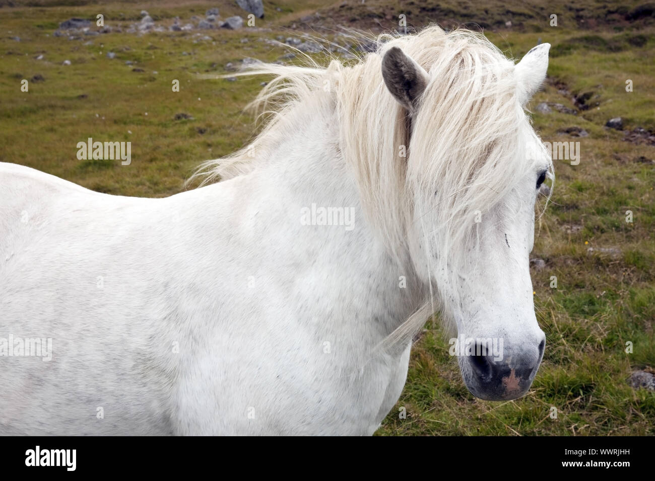 Isländischen Pferd, Islandpferd, Island Pony (Equus przewalskii f. caballus), Porträt, Island Stockfoto
