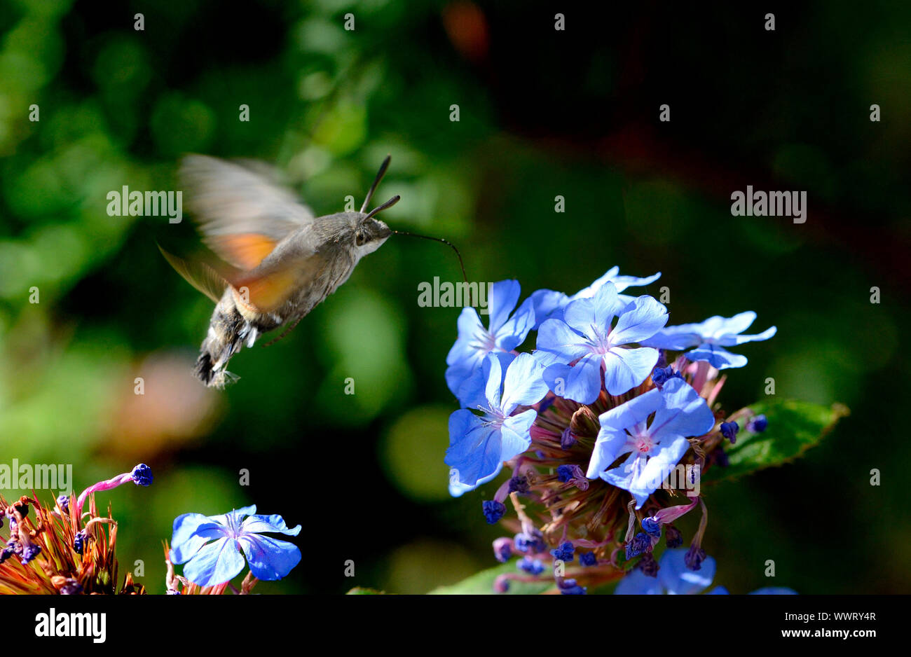 Hummingbird Hawk-moth (Macroglossum stellatarum) schweben und Fütterung auf die Blume Ceratostigma plumbaginoides. Kent, England, UK September 2019 Stockfoto