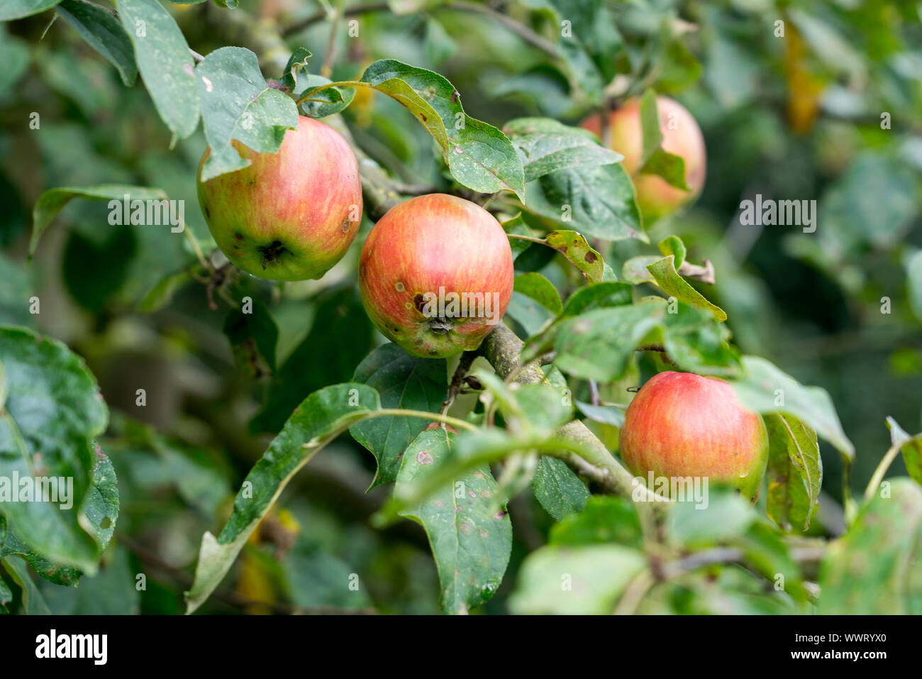 Gravenstein apple, alte Sorte, in Deutschland, in Europa; Stockfoto
