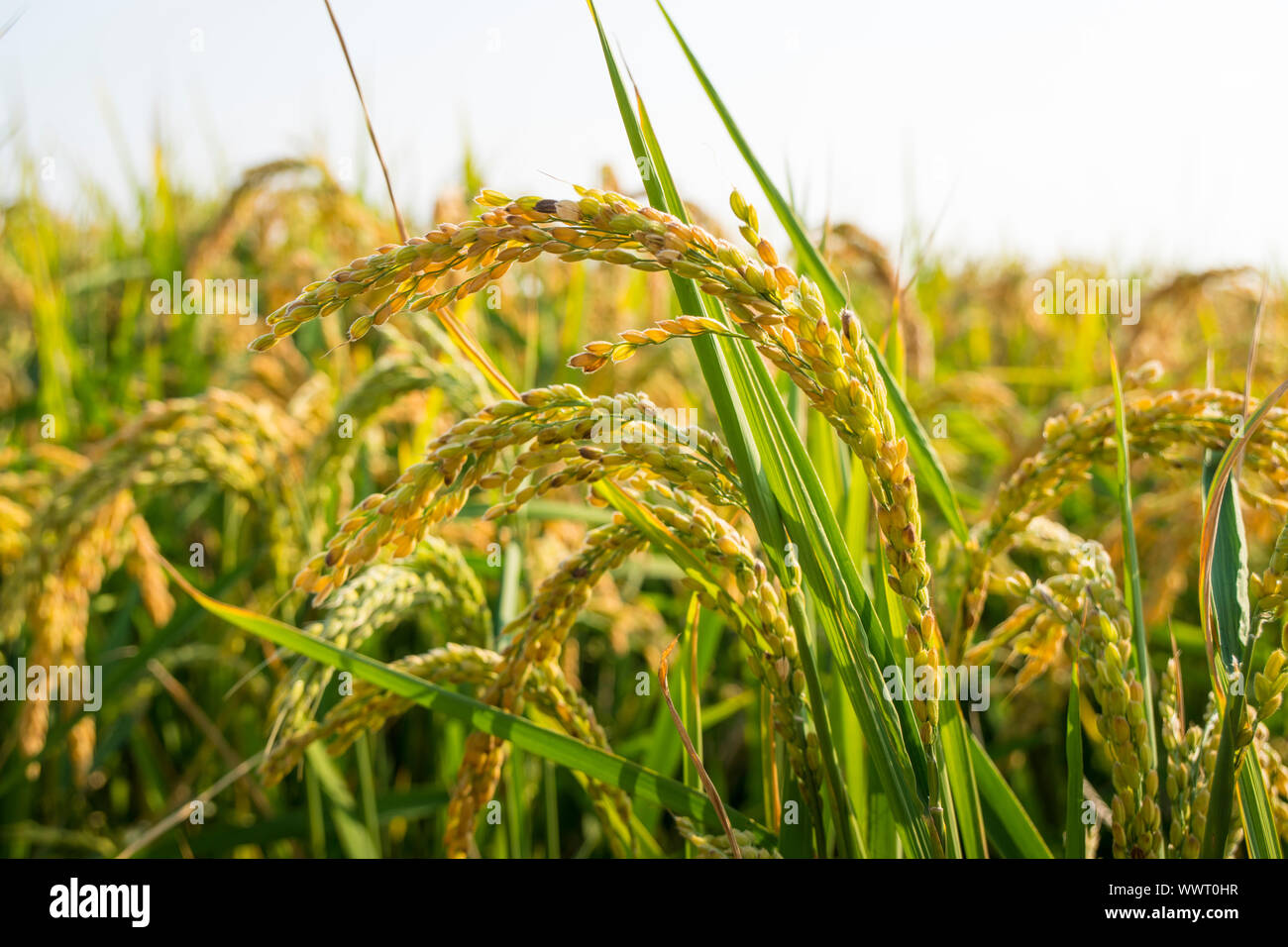 Ohr des Goldenen Reis, in der Nähe der gelb grün Reisfeld Stockfoto