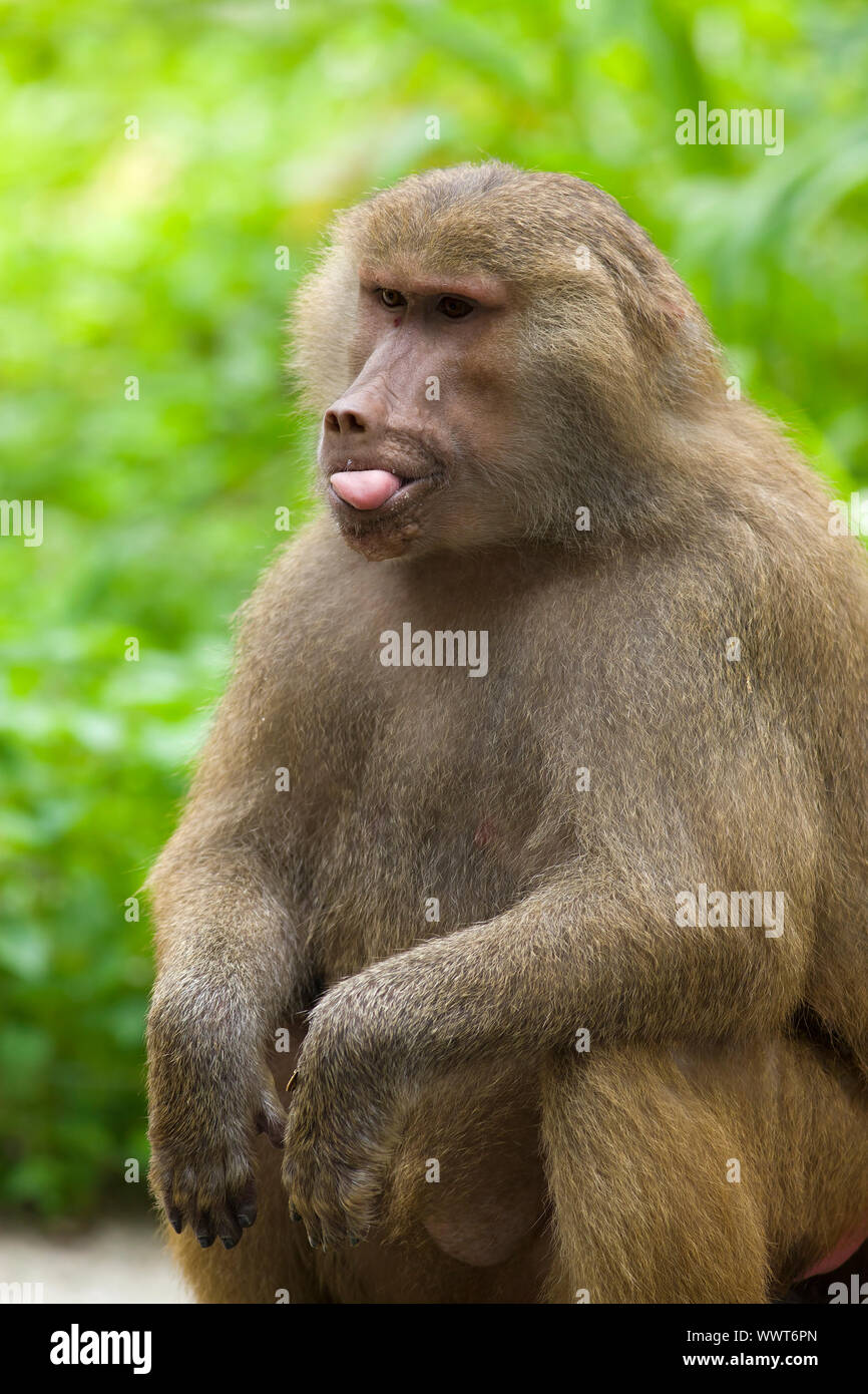 Porträt von Hamadryas Paviane in freier Wildbahn Stockfoto