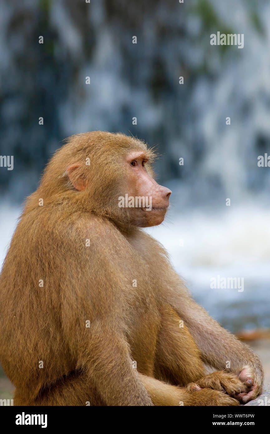 Porträt von Hamadryas Paviane in freier Wildbahn Stockfoto