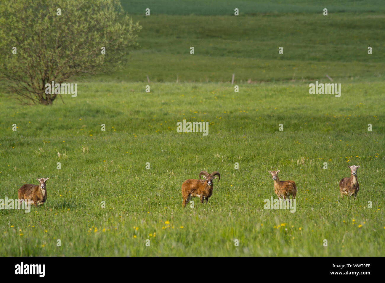 Europäischer Mufflon auf einer Wiese im Harz Stockfoto